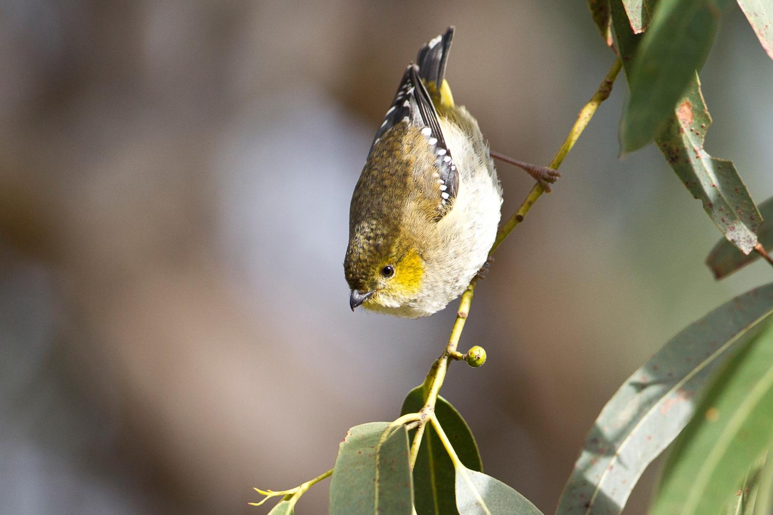 Forty-spotted Pardalote - Annette Hatten