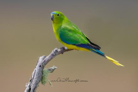 Orange-bellied Parrot - Chris Morecroft