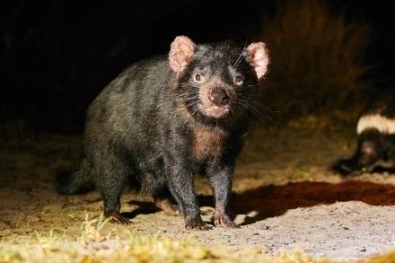 Tasmanian Devil - Cindy Marple