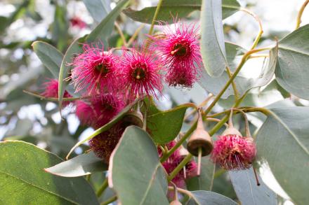 Eucalyptus leucoxylon macrocarpa